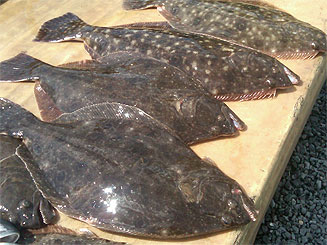 2011 Opening Day Fluke