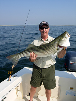 Nice Striper