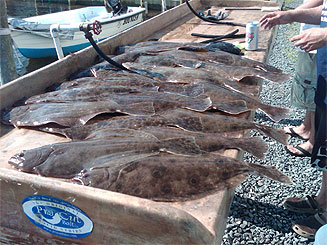 20 Nice Fluke