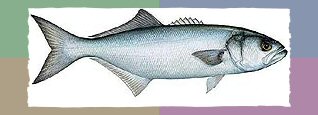 Bluefish