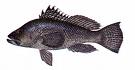 Black Sea Bass