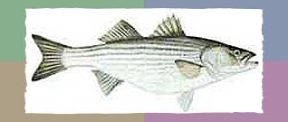 Striped Bass