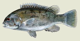 Tautog