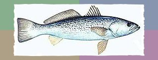 Weakfish