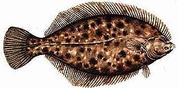 Winter Flounder